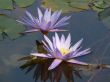 Water-lily