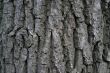 ald tree bark