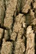 Bark of on oak