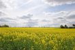 Canola Field