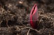 tulipa sprout