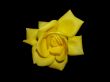 Yellow rose