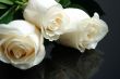 three white roses with waterdrops on black