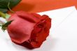 red rose and envelope