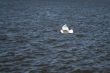 gull and waves