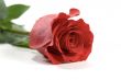 red rose