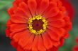 petals and bloom