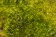 bubbling swamp