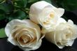 three white roses on black