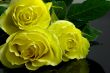 three yellow roses on black