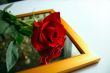 red rose on mirror