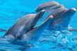 happy dolphins