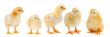 Adorable chicks