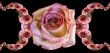 Collage of roses