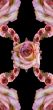 Collage of roses