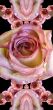 Collage of roses
