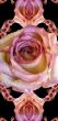 Collage of roses