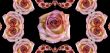 Collage of roses