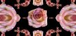Collage of roses