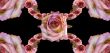 Collage of roses