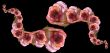 Collage of roses
