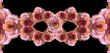 Collage of roses