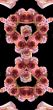 Collage of roses