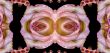 Collage of roses