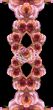 Collage of roses