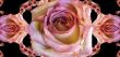 Collage of roses