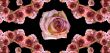 Collage of roses