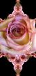 Collage of roses