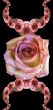 Collage of roses