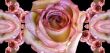Collage of roses