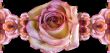 Collage of roses