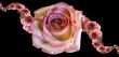 Collage of roses
