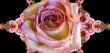 Collage of roses