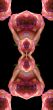 Collage of roses