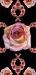 Collage of roses