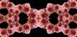 Collage of roses