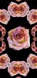 Collage of roses