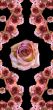 Collage of roses