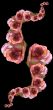 Collage of roses