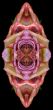 Collage of roses