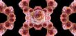 Collage of roses