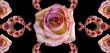 Collage of roses