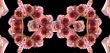 Collage of roses