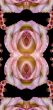 Collage of roses