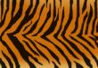 Texture - a fluffy skin of a tiger