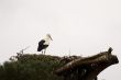 stork in nature